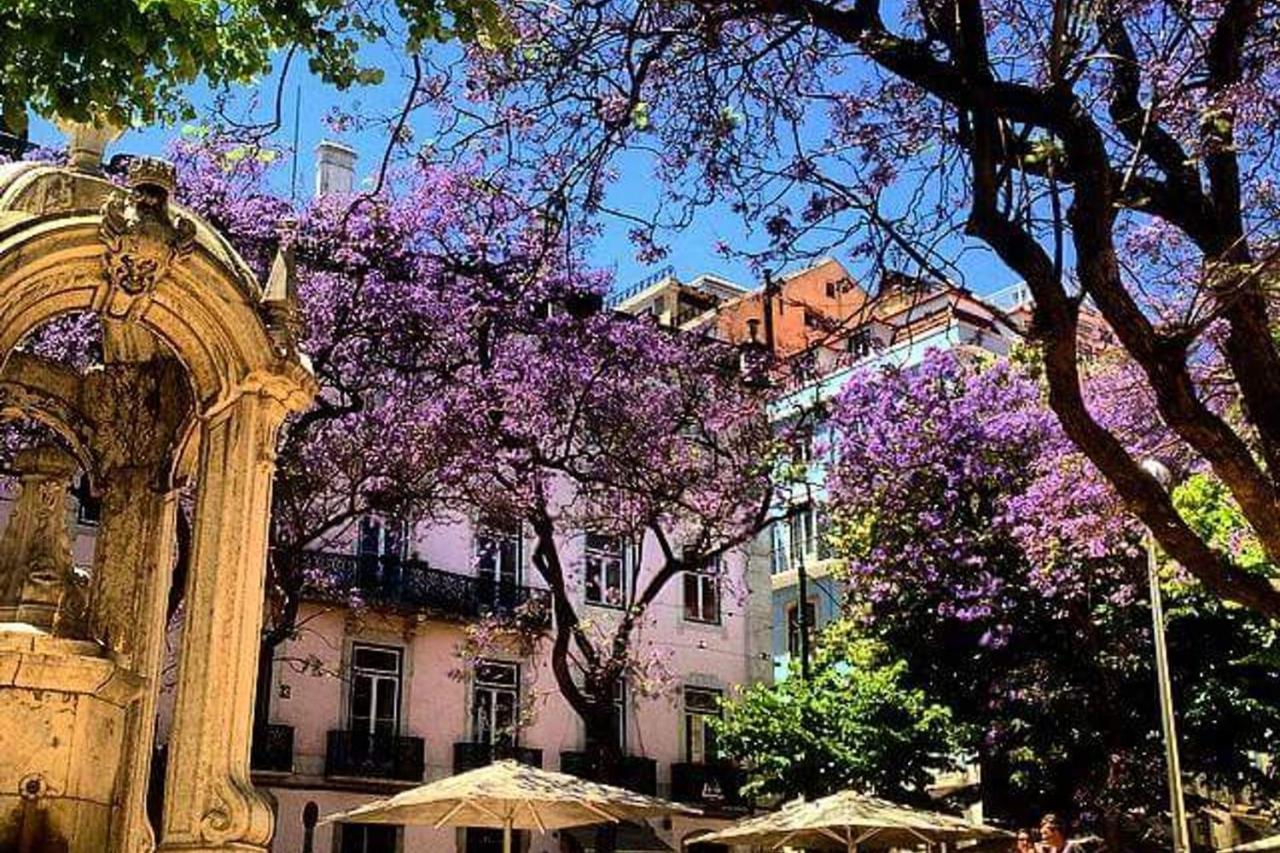 Amazing Camoes - Chiado, * Lisboa